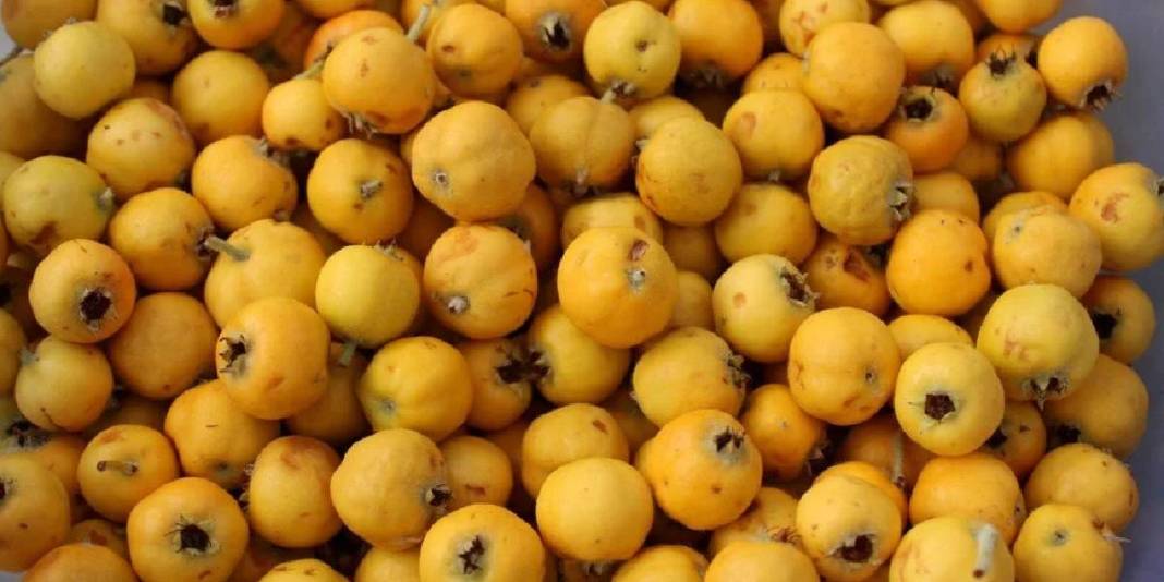 Dikenine katlanan meyvesini yiyor! Elleriyle tek tek toplayıp satıyorlar: Pazarda kilosu 100 TL’den alıcı buluyor 3